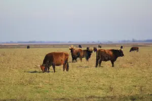 Frans 03 Runderen bij Oostvaardersplassen